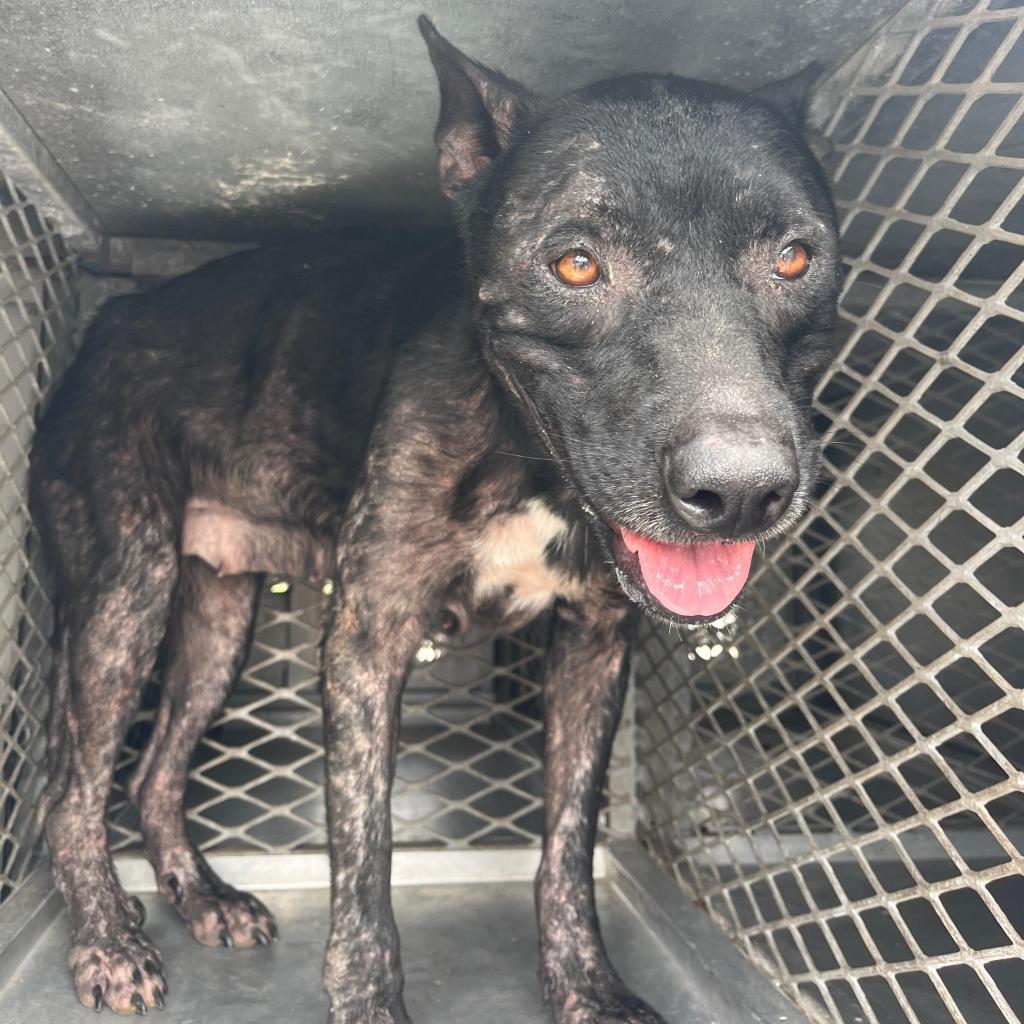 Enlarge Spinelli, a Adoptable mixed breed in Edinburg, TX image 1/4