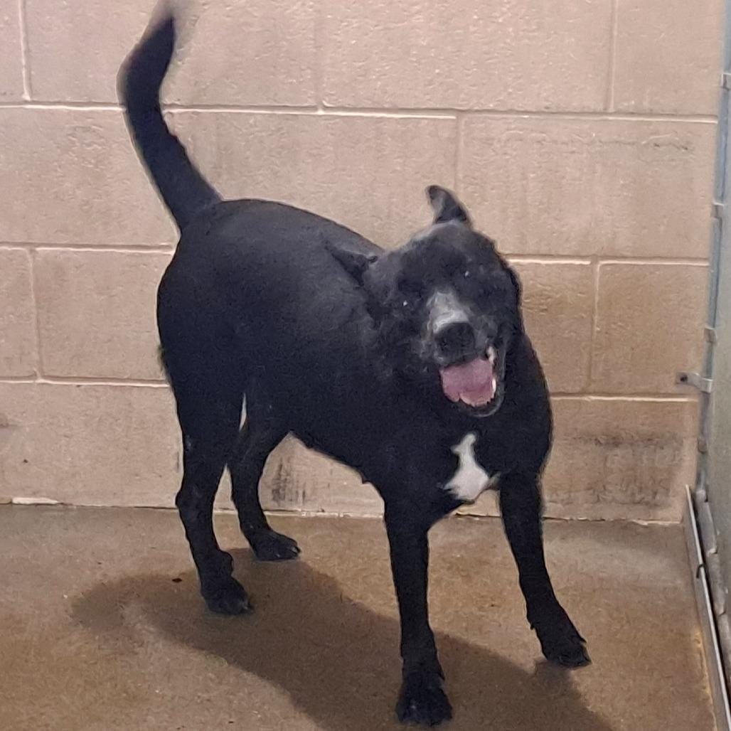 Enlarge Spinelli, a Adoptable mixed breed in Edinburg, TX image 2/4