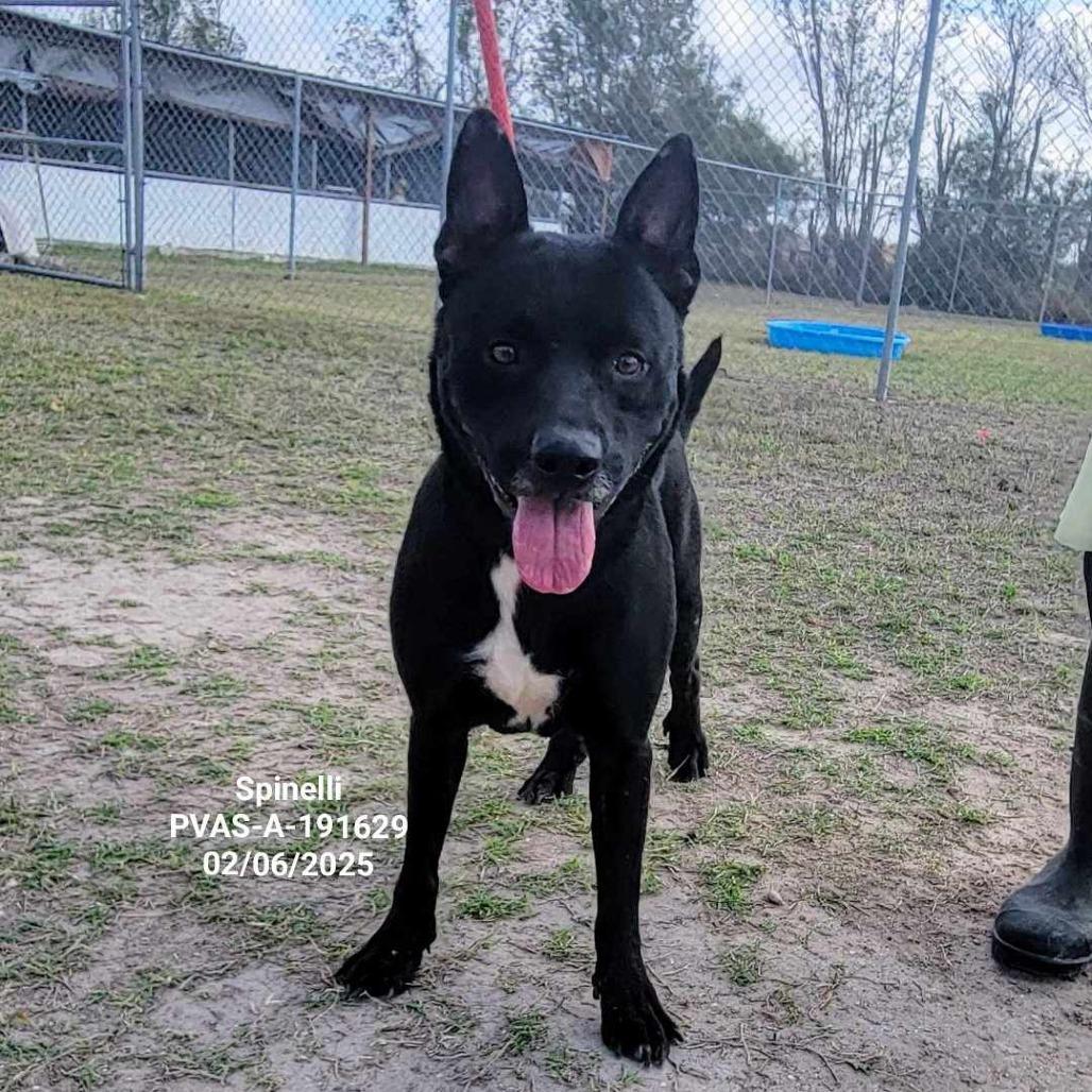 Enlarge Spinelli, a Adoptable mixed breed in Edinburg, TX image 3/4