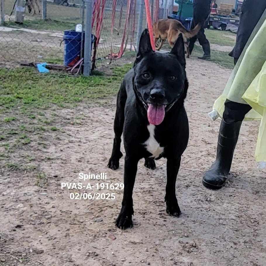 Enlarge Spinelli, a Adoptable mixed breed in Edinburg, TX image 4/4