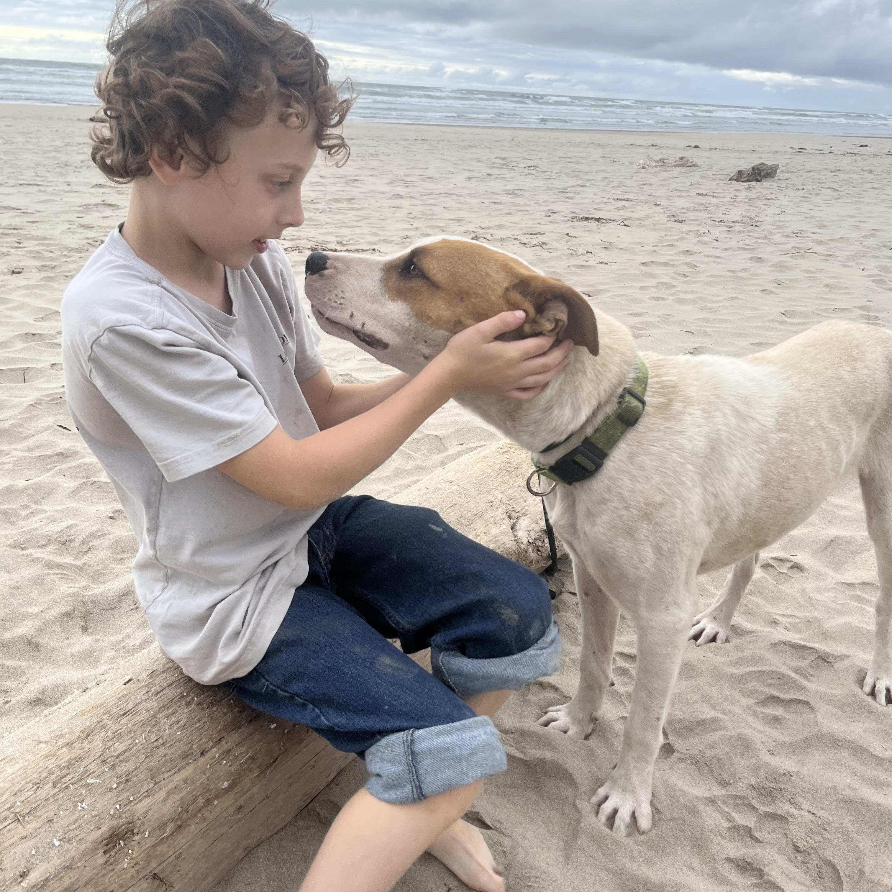 LOGAN, a Adoptable mixed breed in Portland , OR image 3/6