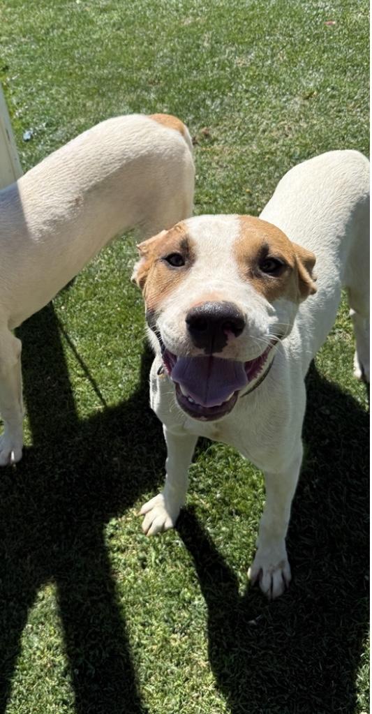 LOGAN, a Adoptable Pit Bull Terrier in Tacoma , WA image 1/4
