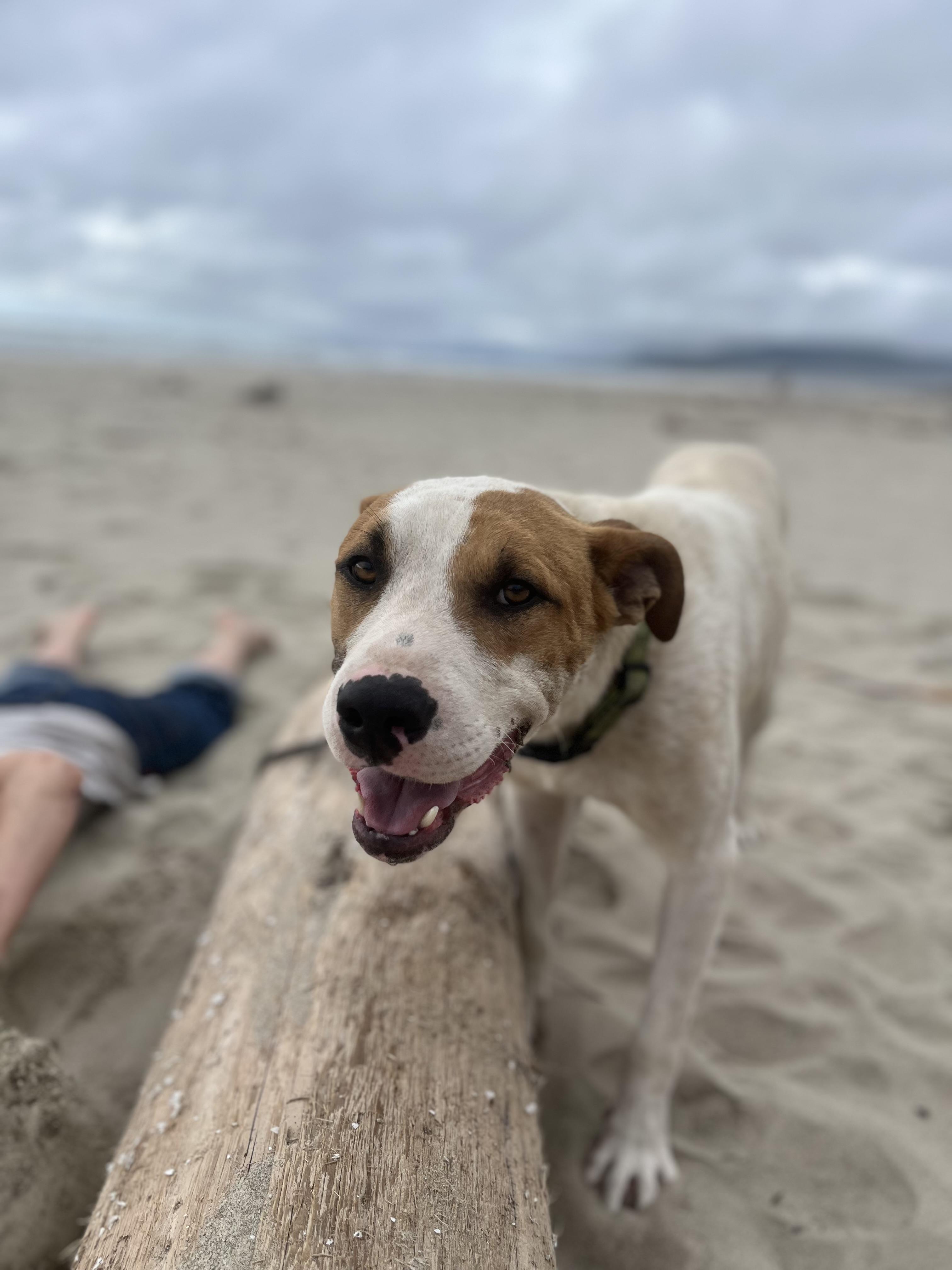 LOGAN, a Adoptable mixed breed in Portland , OR image 6/6