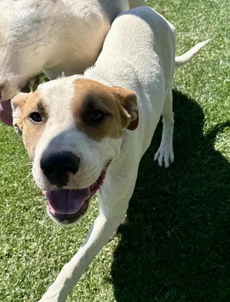 LOGAN, a Adoptable Pit Bull Terrier in Tacoma , WA image 2/4