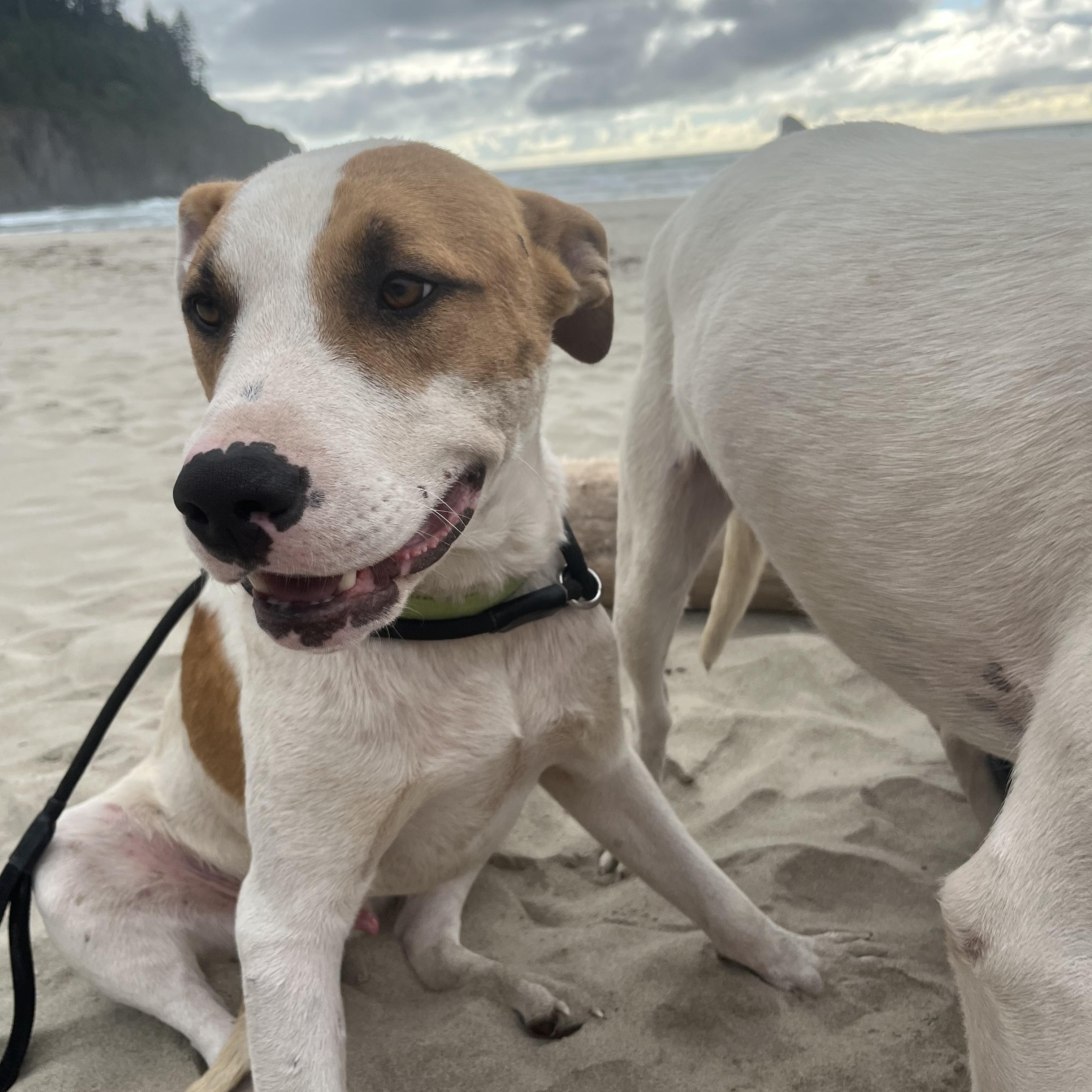 LOGAN, a Adoptable mixed breed in Portland , OR image 2/6