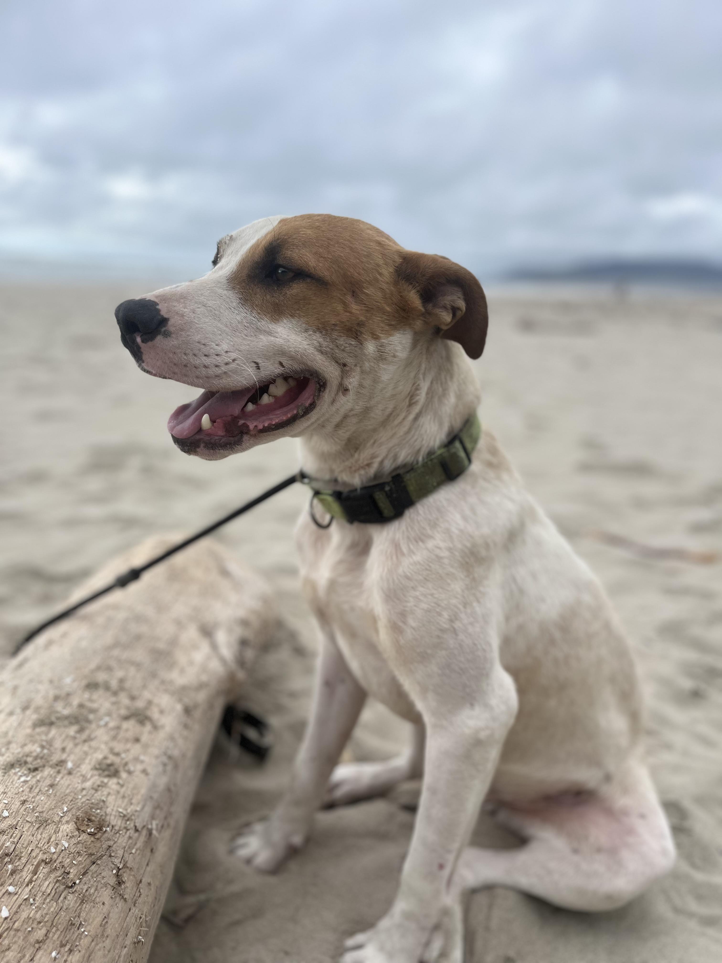 LOGAN, a Adoptable mixed breed in Portland , OR image 4/6