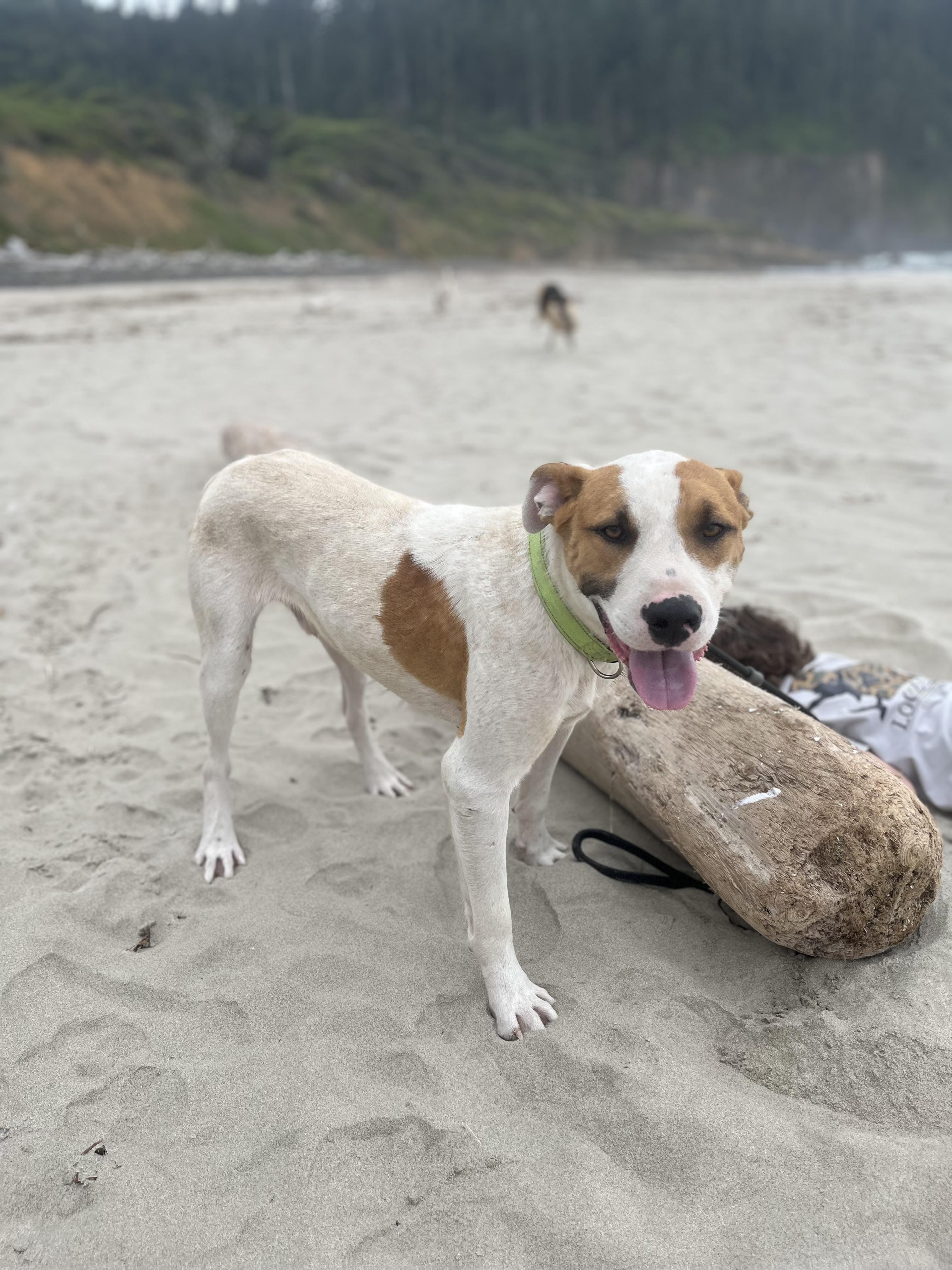 LOGAN, Adoptable, Young Male Labrador Retriever.