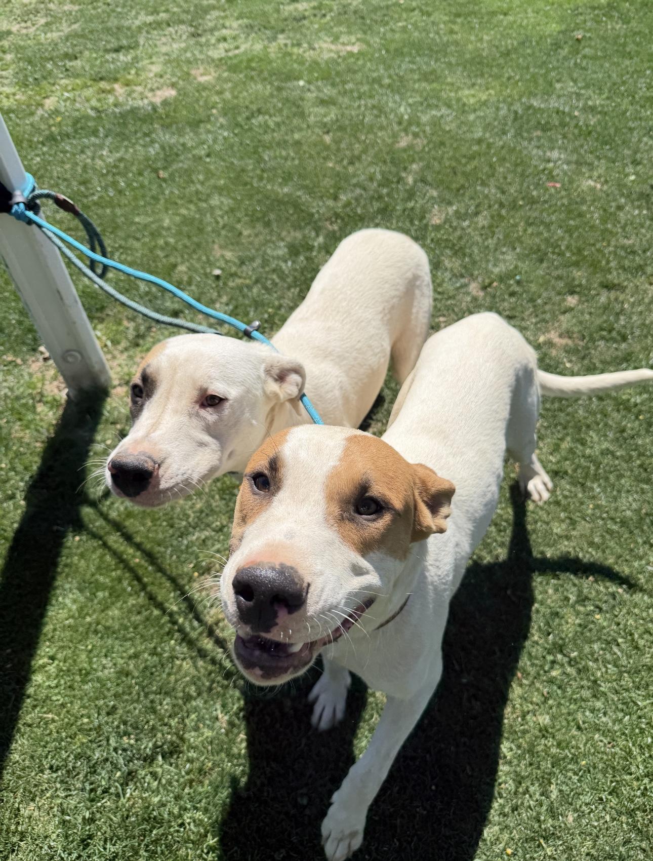LOGAN, a Adoptable Pit Bull Terrier in Tacoma , WA image 4/4