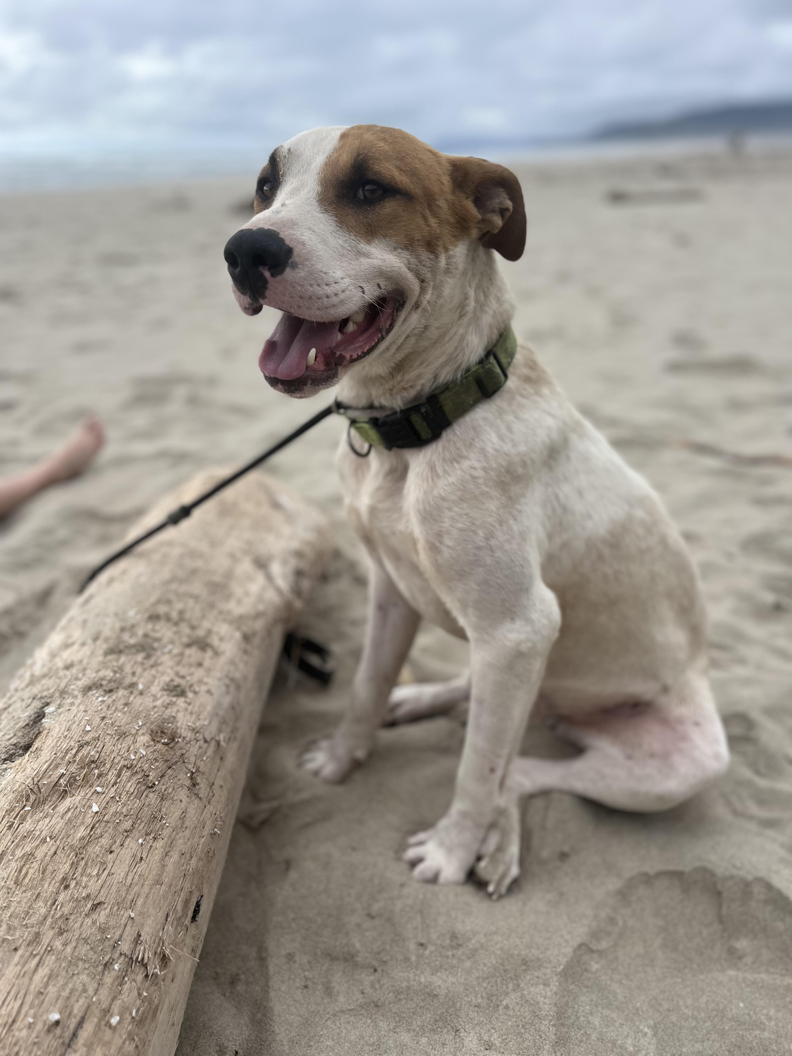 LOGAN, a Adoptable mixed breed in Portland , OR image 5/6