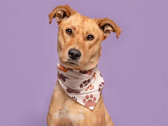 AUBURN, Adoptable, Adult Female Labrador Retriever.