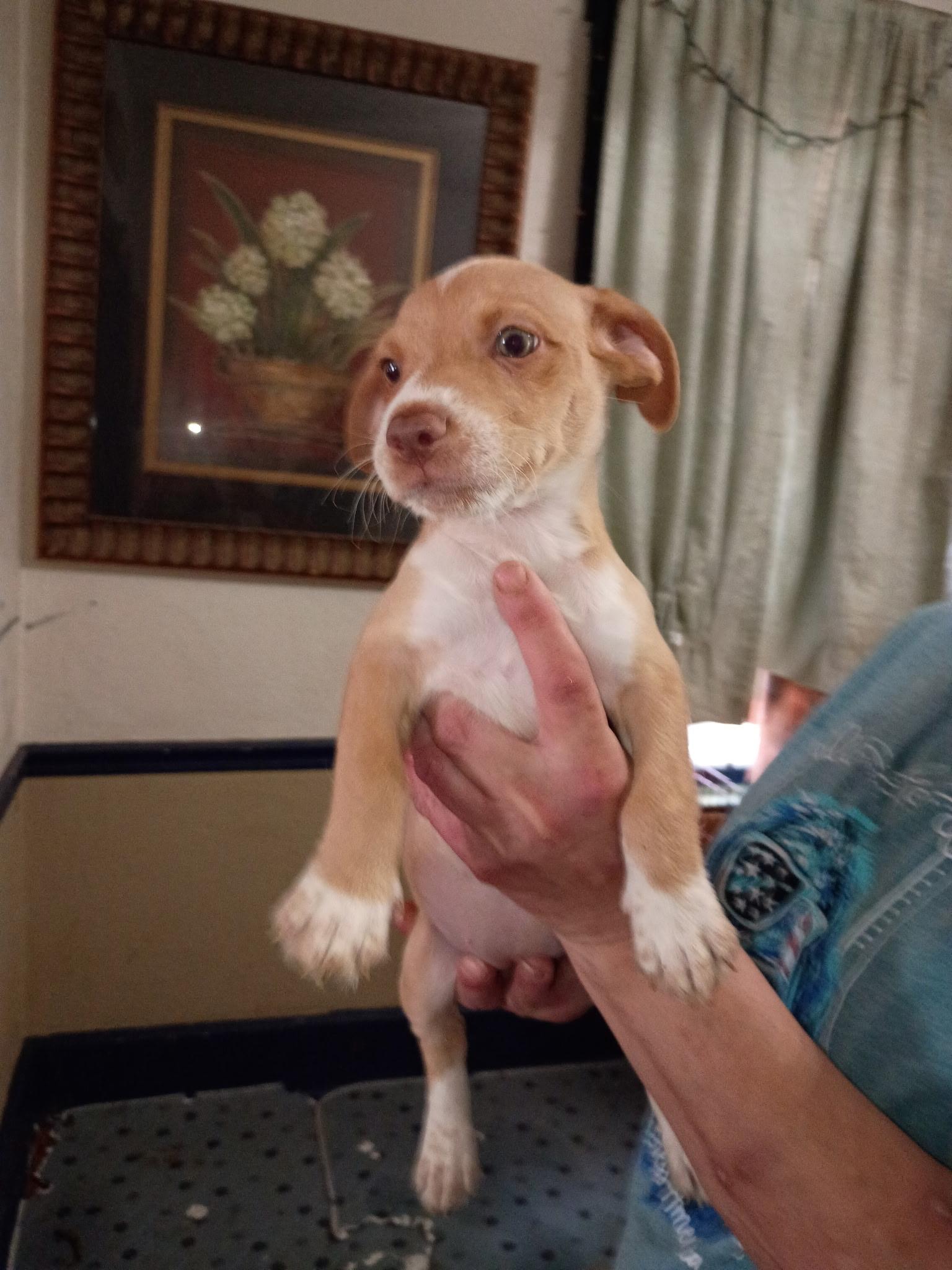 KIWI, Adopted, Puppy Female Terrier.