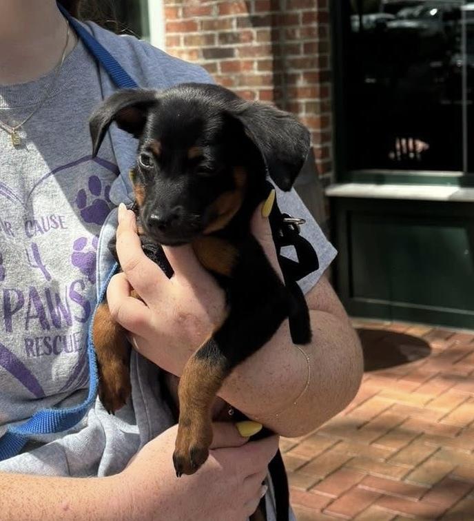 Enlarge Jelly, a Adoptable mixed breed in Orlando, FL image 1/5