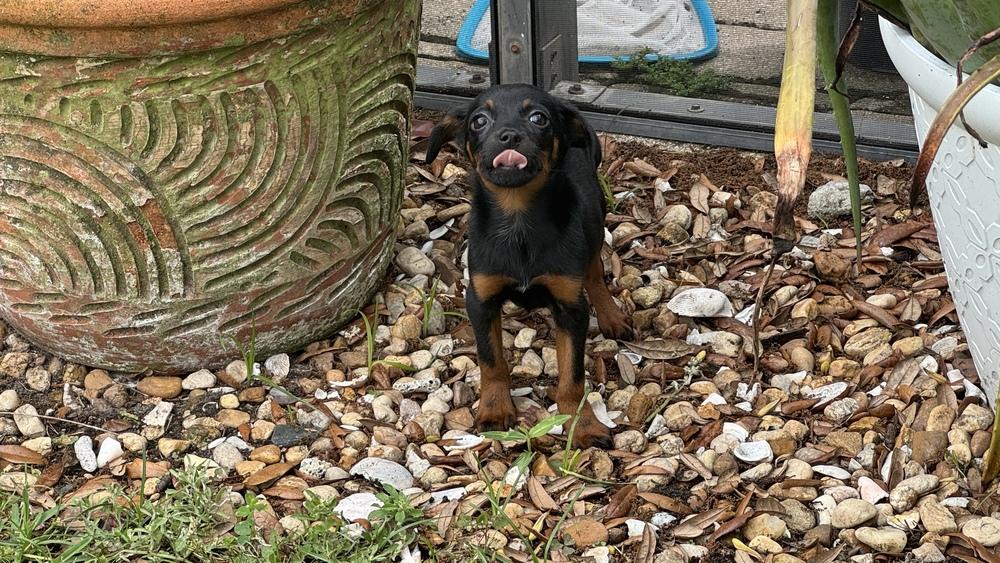 Enlarge Jelly, a Adoptable mixed breed in Orlando, FL image 2/5