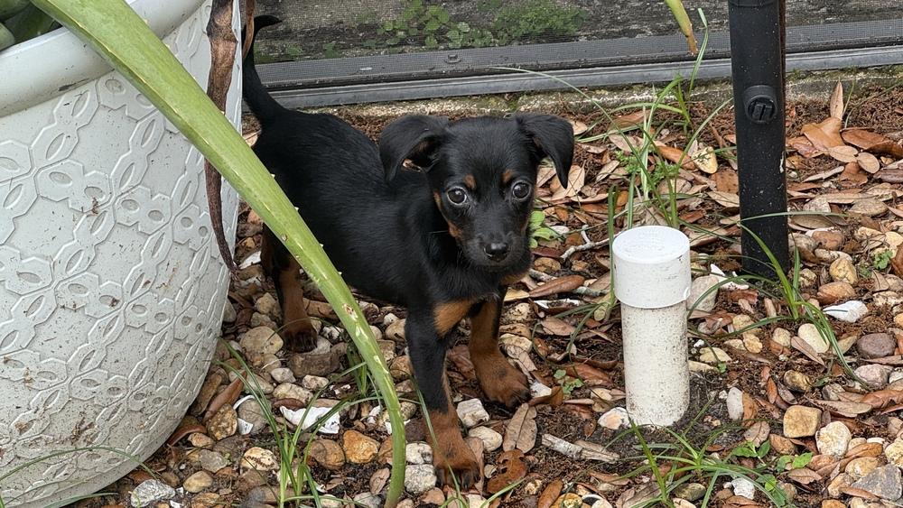 Enlarge Jelly, a Adoptable mixed breed in Orlando, FL image 3/5