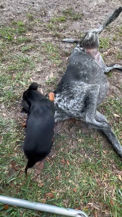 Enlarge Jelly, a Adoptable mixed breed in Orlando, FL video 4/5