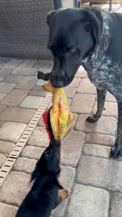 Enlarge Jelly, a Adoptable mixed breed in Orlando, FL video 5/5