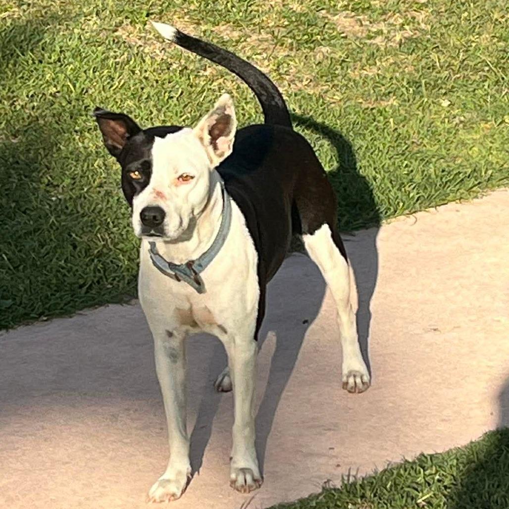 Catherine O'Hara, a Adoptable Mixed Breed in Frederiksted, VI image 1/6