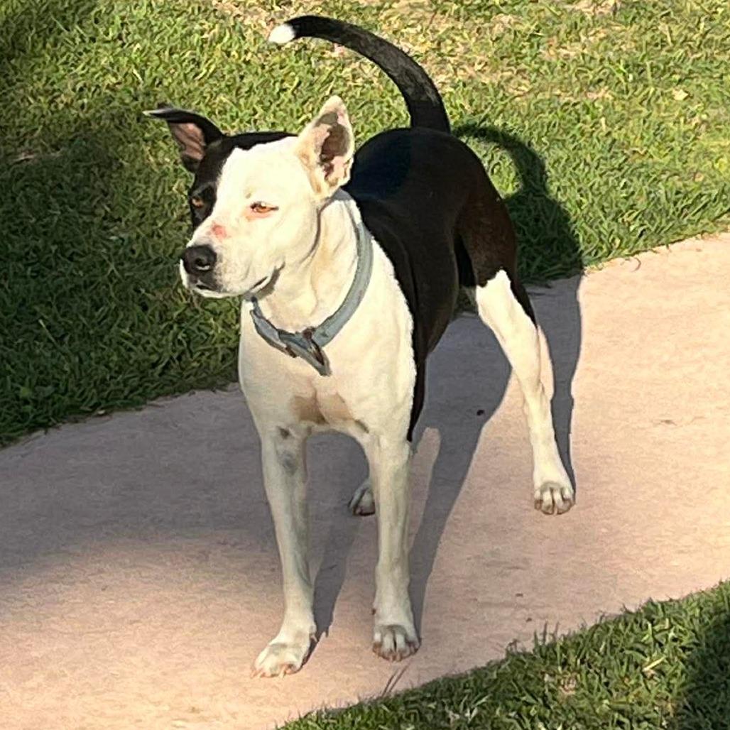Catherine O'Hara, a Adoptable Mixed Breed in Frederiksted, VI image 2/6