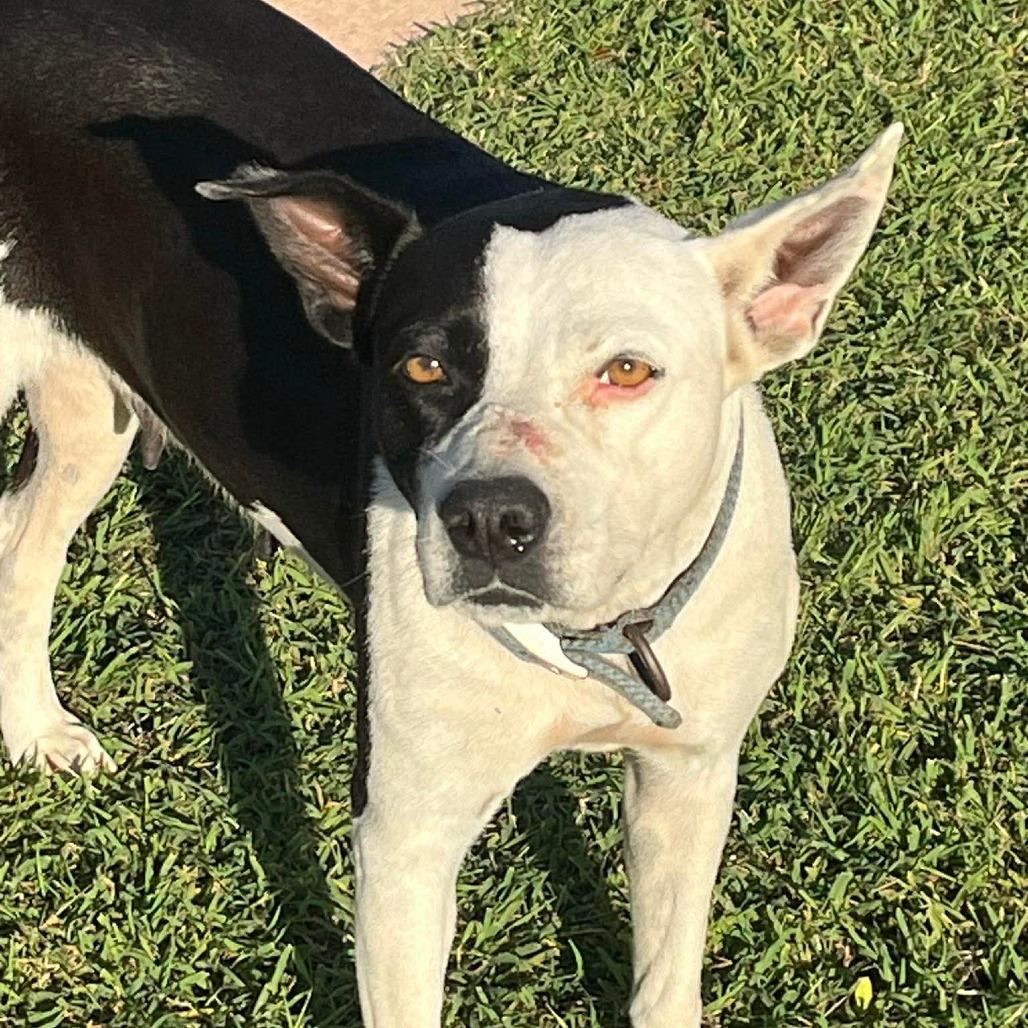 Catherine O'Hara, a Adoptable Mixed Breed in Frederiksted, VI image 3/6