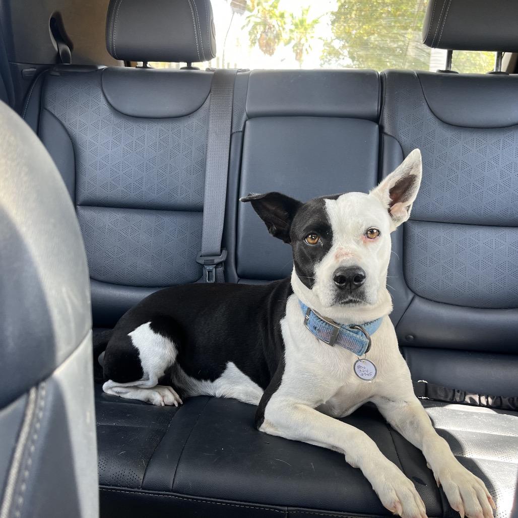 Catherine O'Hara, a Adoptable Mixed Breed in Frederiksted, VI image 4/6
