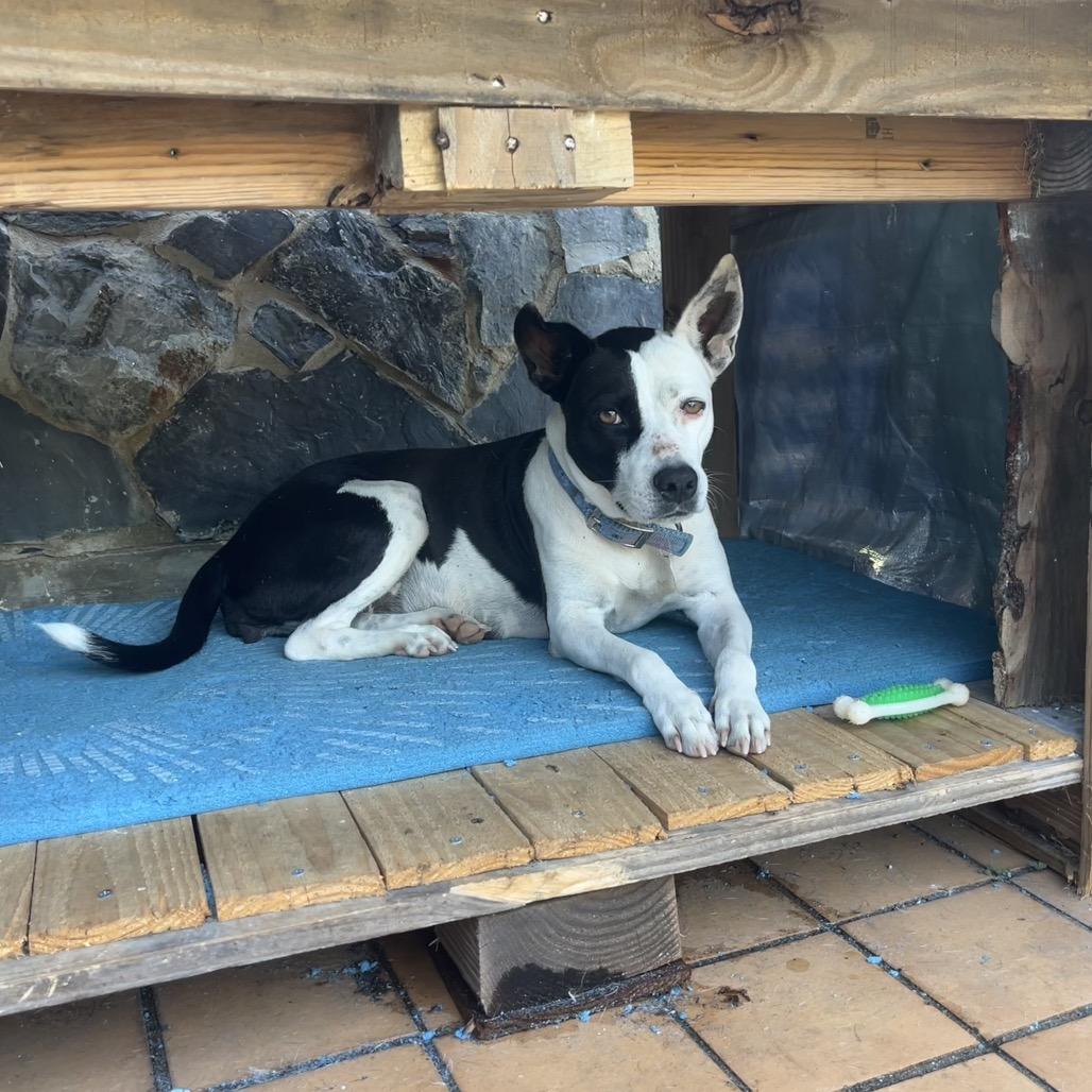 Catherine O'Hara, a Adoptable Mixed Breed in Frederiksted, VI image 5/6