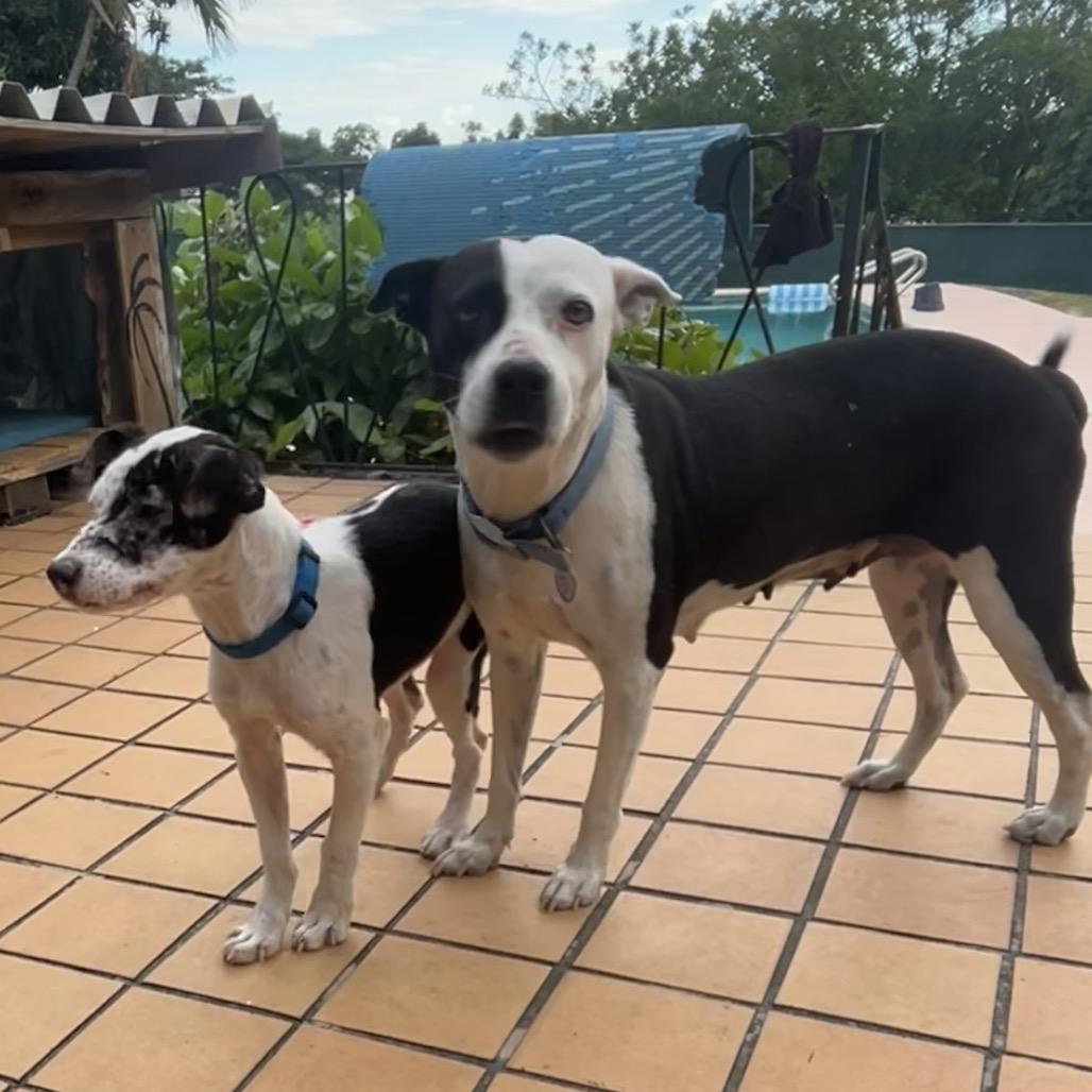 Catherine O'Hara, a Adoptable Mixed Breed in Frederiksted, VI image 6/6