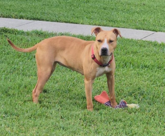 MICHELLE , Adopted, Young Female Terrier.
