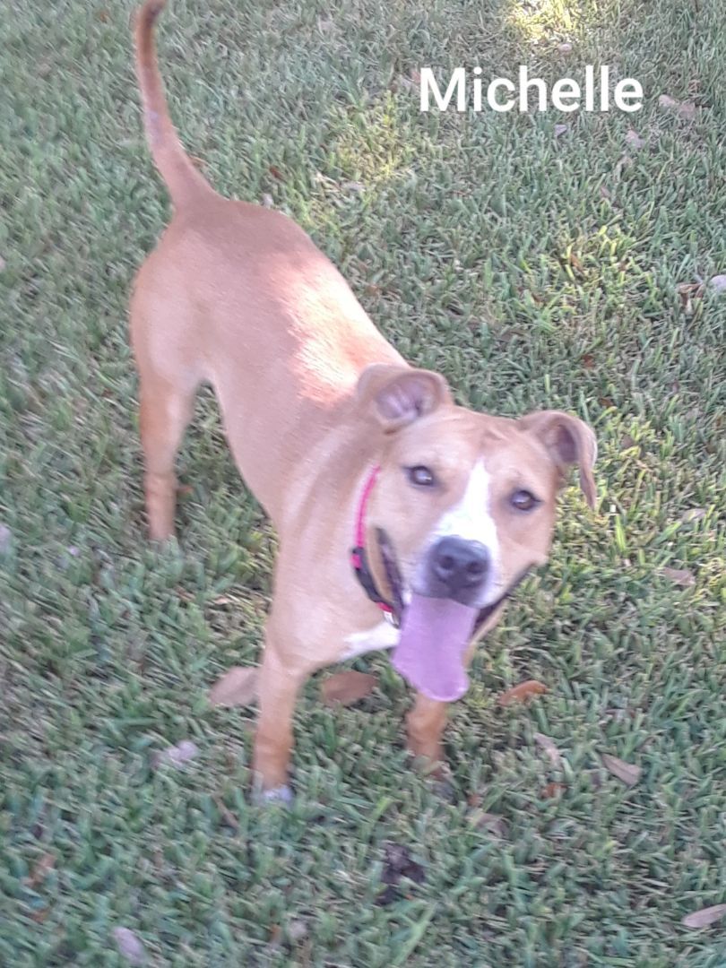 Enlarge MICHELLE , a Adopted Terrier in Rayne, LA image 2/3