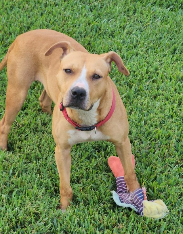 Enlarge MICHELLE , a Adopted Terrier in Rayne, LA image 3/3