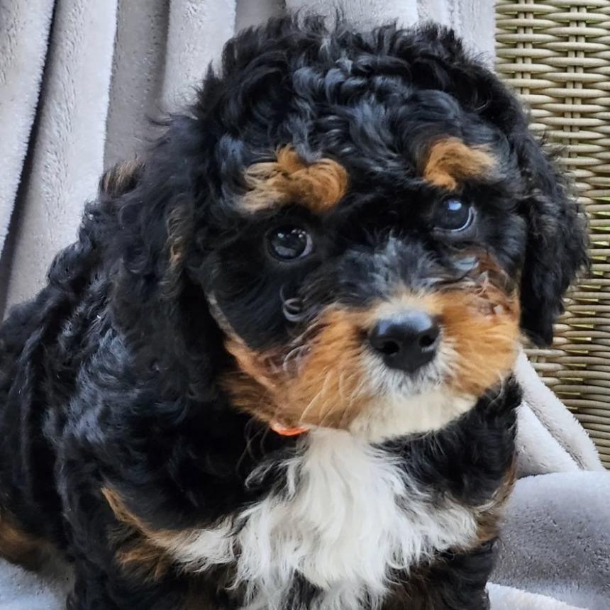Zoe Grace, Adopted, Young Female Mixed Breed.
