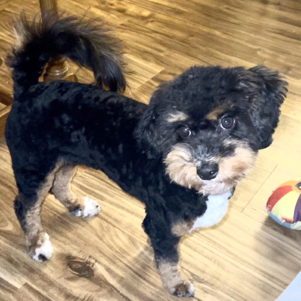 Enlarge Zoe Grace, a Adopted Mixed Breed in Lynchburg, VA image 2/4
