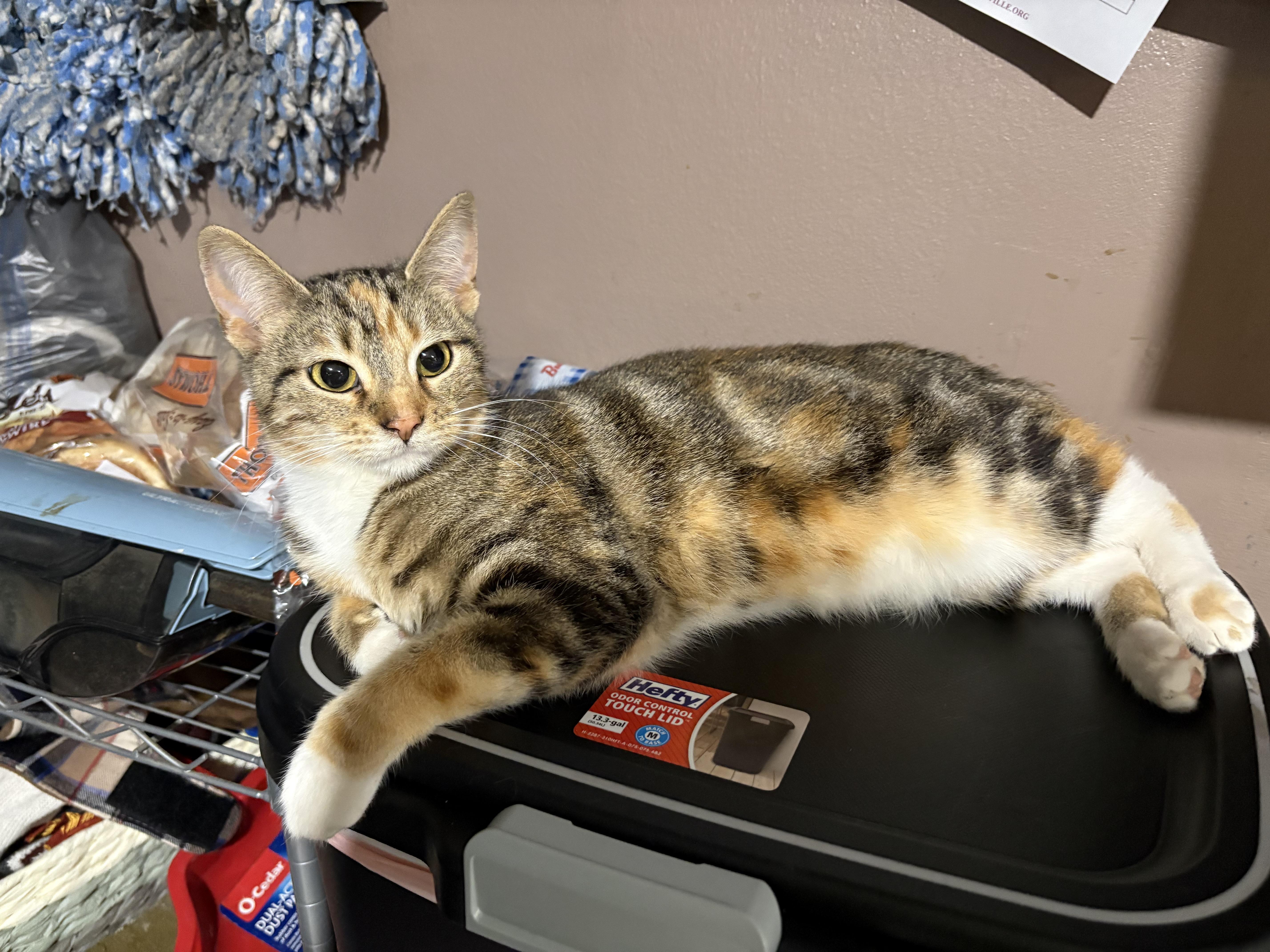 Maple Waffle, Adoptable, Kitten Female Tabby.