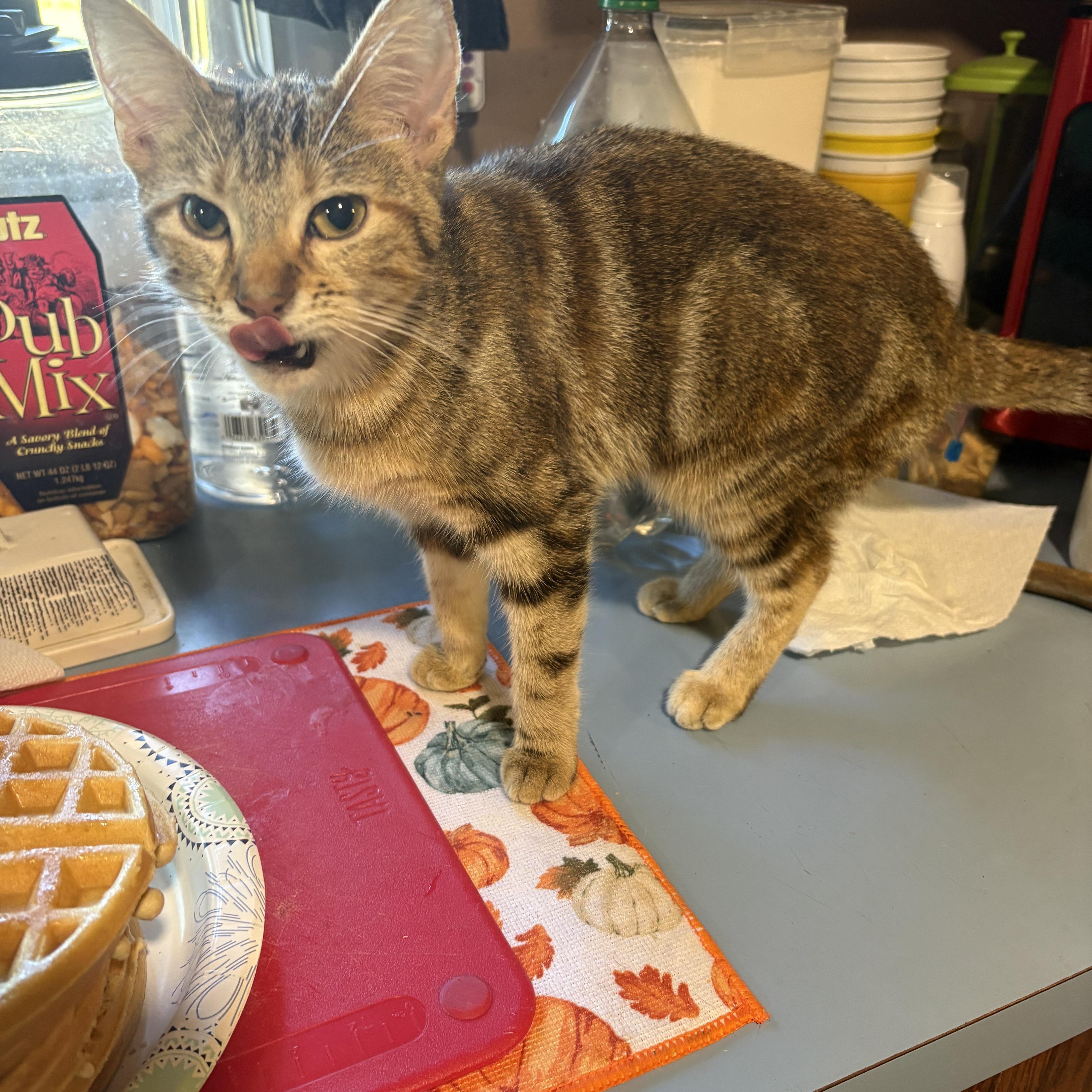 Maple Waffle, a Adoptable mixed breed in Wilmington, IL image 2/2