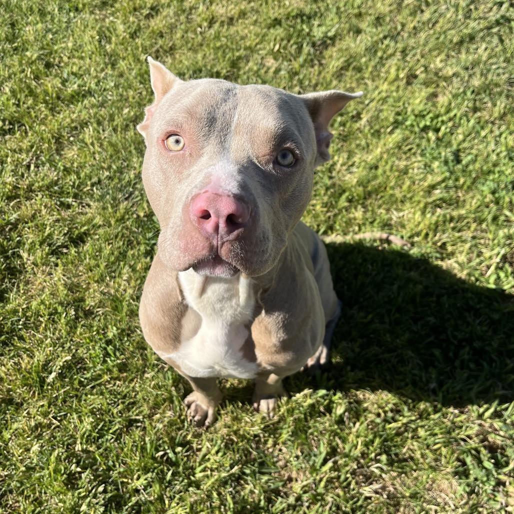 Piglet, a Adoptable Mixed Breed in Spokane, WA image 1/6