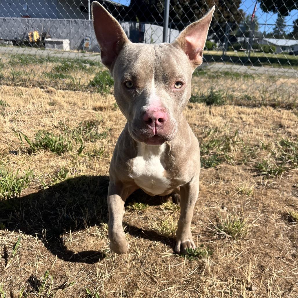 Piglet, a Adoptable Mixed Breed in Spokane, WA image 2/6