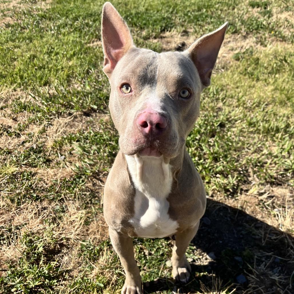 Piglet, a Adoptable Mixed Breed in Spokane, WA image 3/6