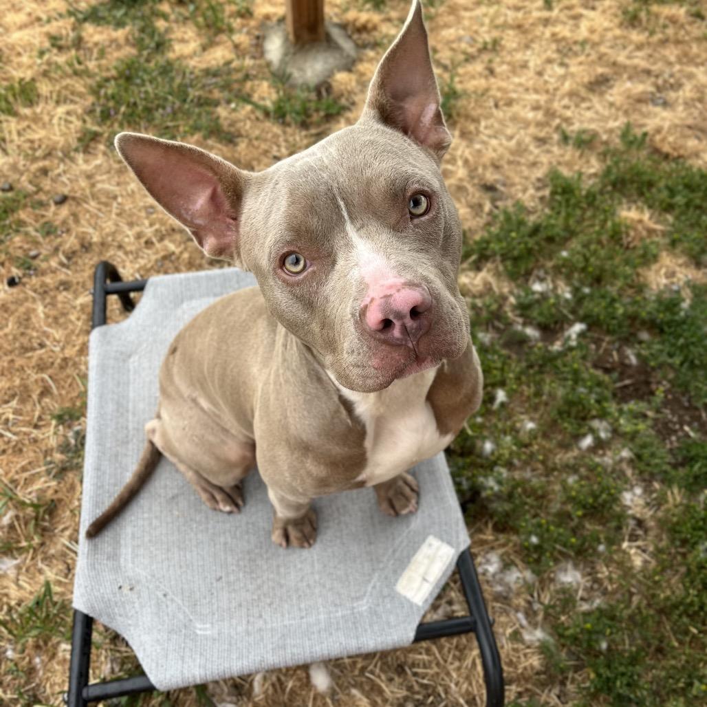 Piglet, a Adoptable Mixed Breed in Spokane, WA image 4/6