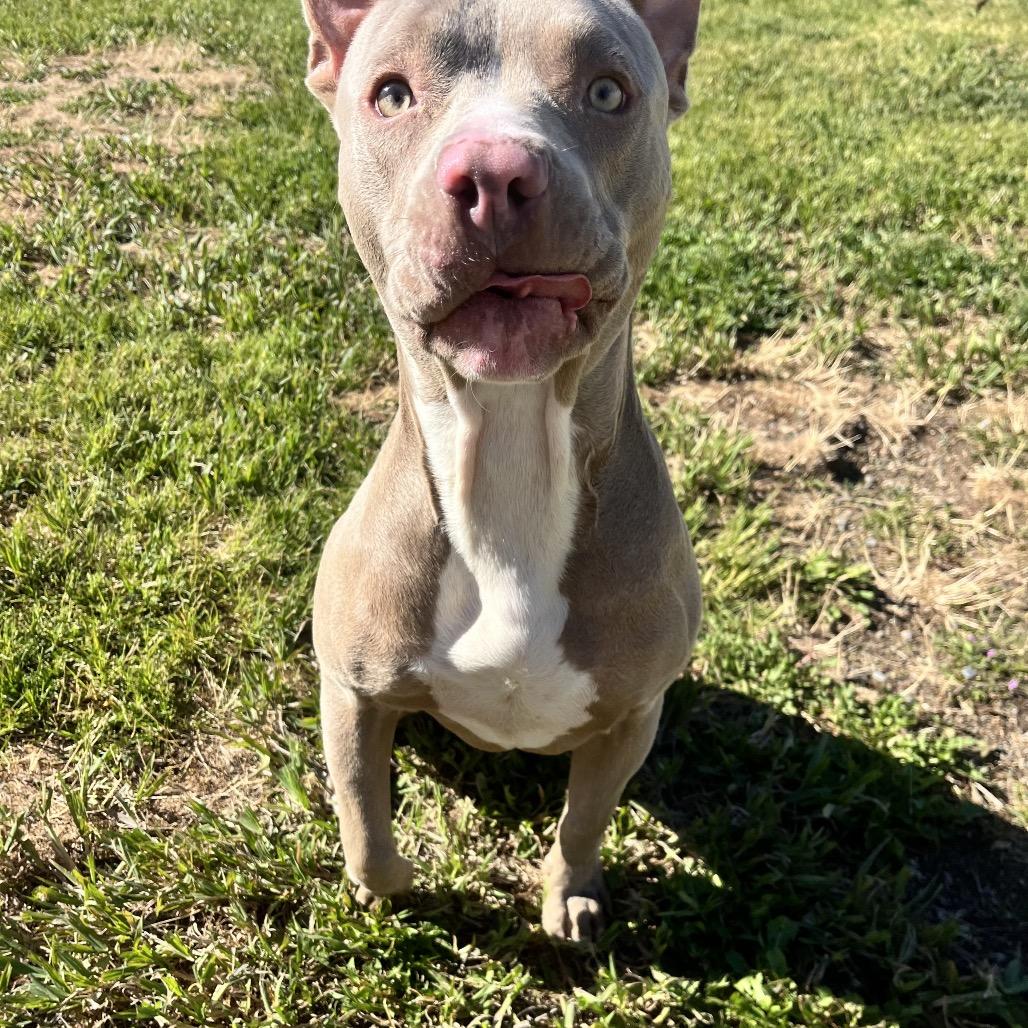 Piglet, a Adoptable Mixed Breed in Spokane, WA image 5/6
