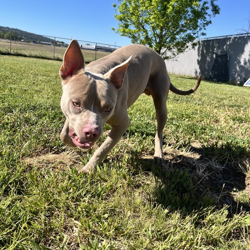 Piglet, a Adoptable Mixed Breed in Spokane, WA image 6/6