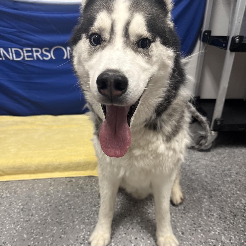 Gypsy, a Adoptable Husky in Henderson, NV image 1/4