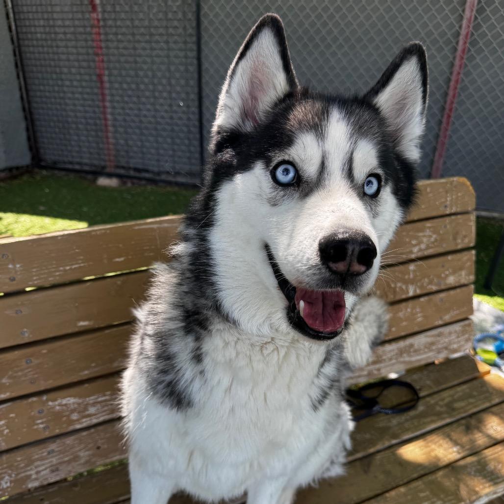 Gypsy, a Adoptable Husky in Henderson, NV image 2/4