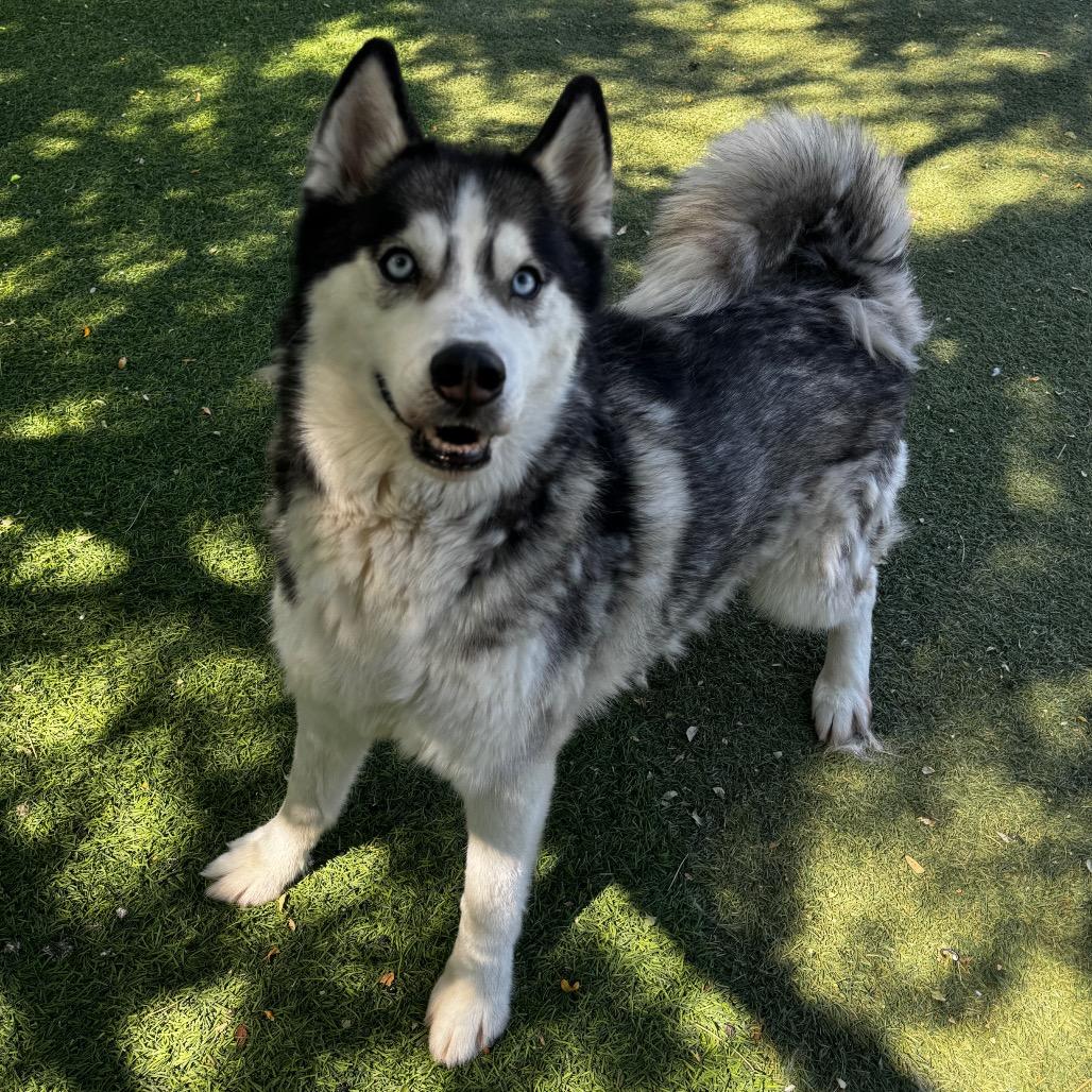 Gypsy, a Adoptable Husky in Henderson, NV image 3/4
