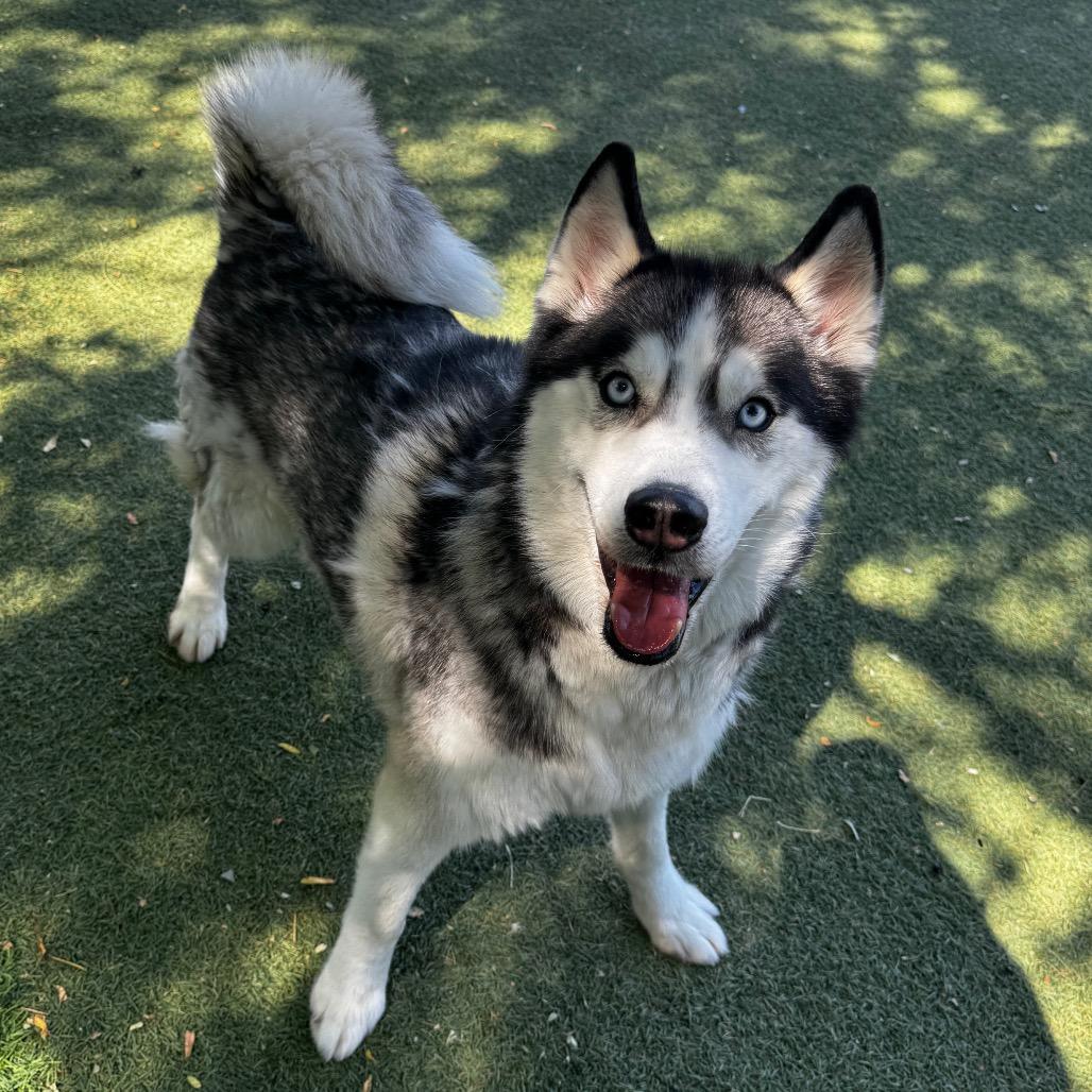 Gypsy, a Adoptable Husky in Henderson, NV image 4/4
