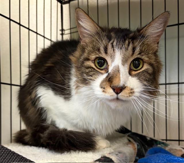 Parker, ADOPTABLE, Adult Male Domestic Long Hair.