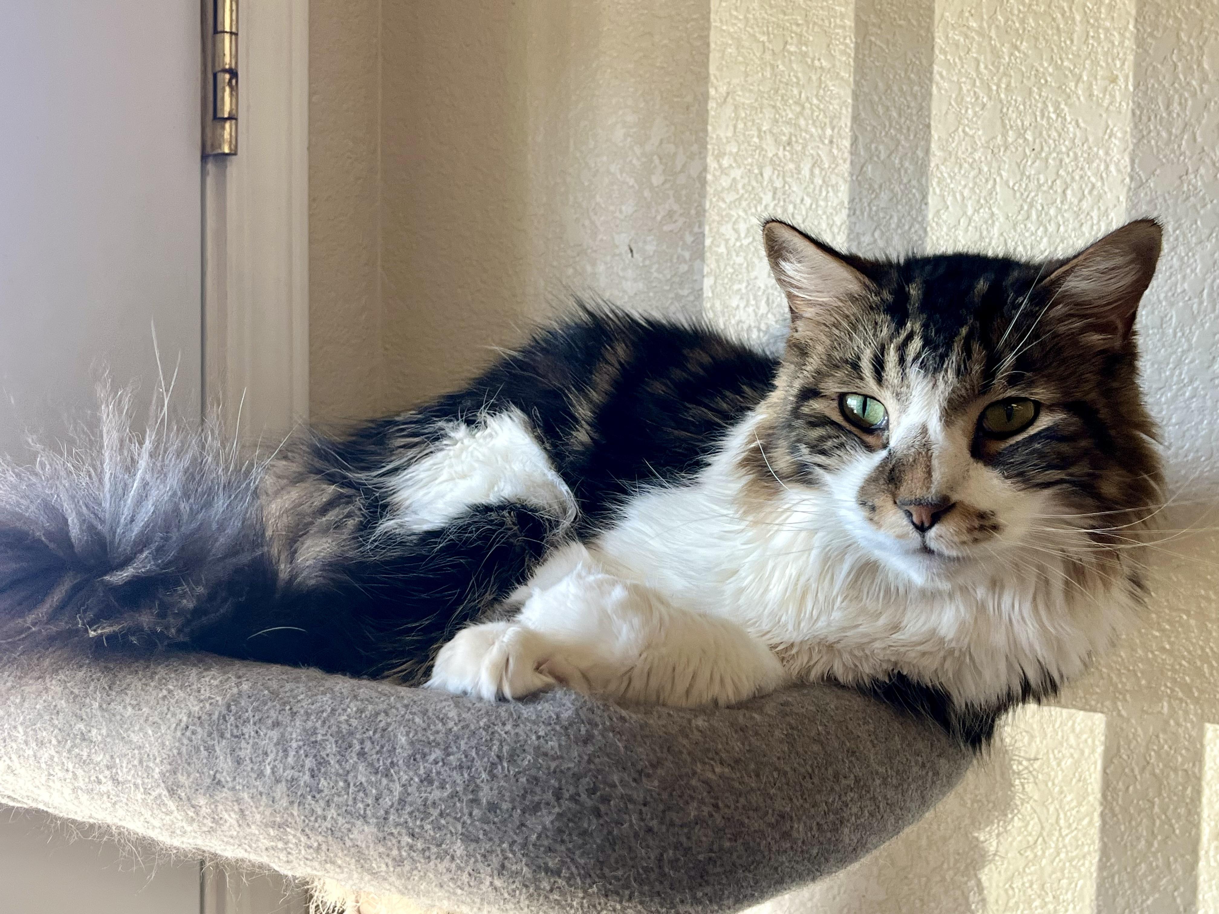 Parker, ADOPTABLE, Adult Male Domestic Long Hair.