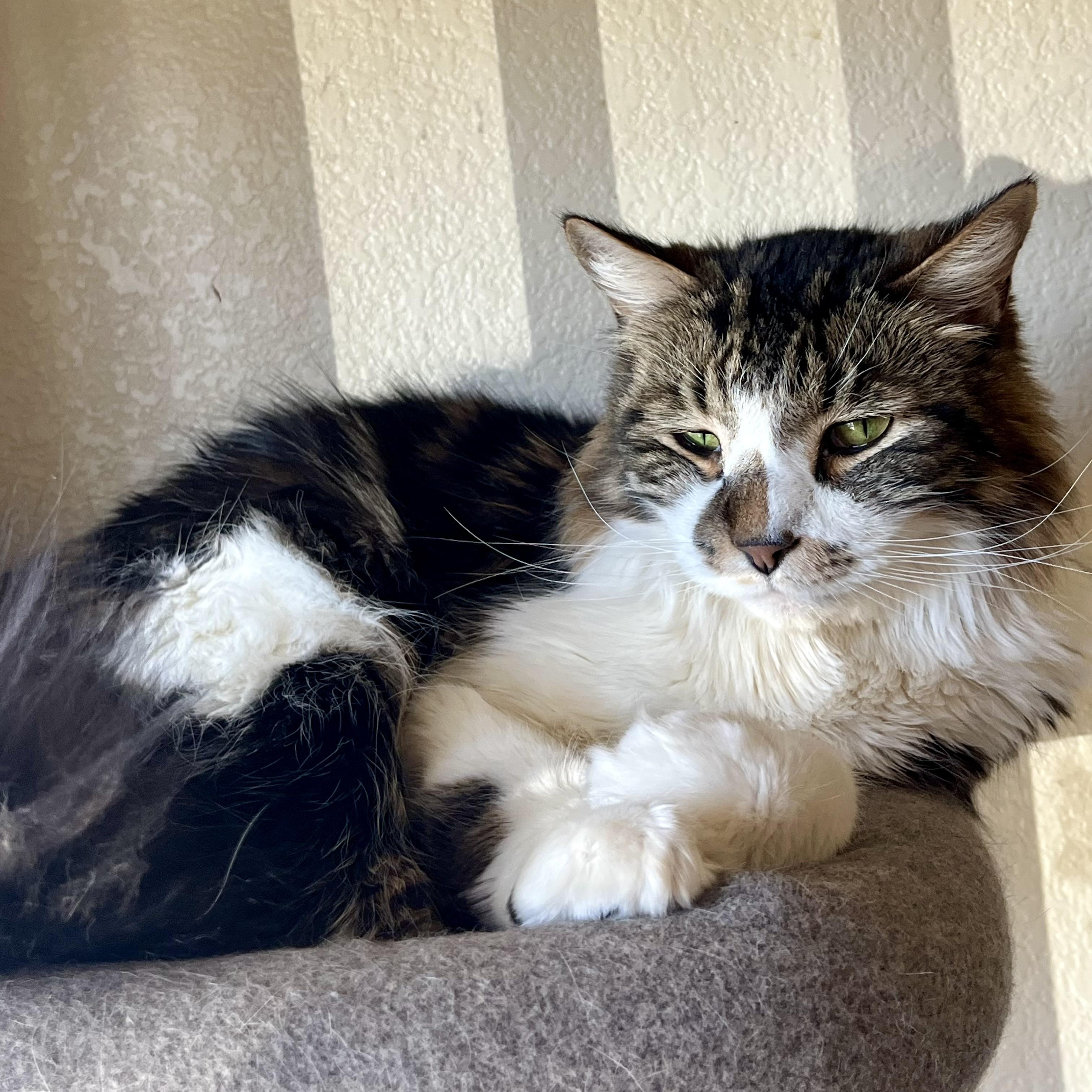 Enlarge Parker, a ADOPTABLE Domestic Long Hair in Jackson, CA image 4/4