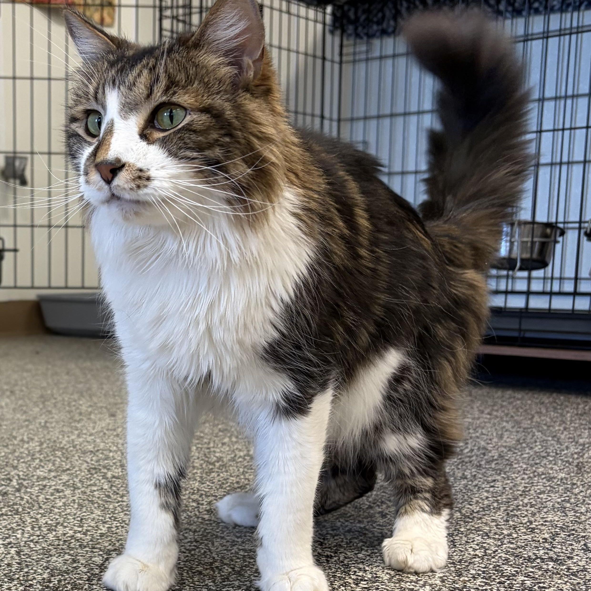 Enlarge Parker, a ADOPTABLE Domestic Long Hair in Jackson, CA image 2/4