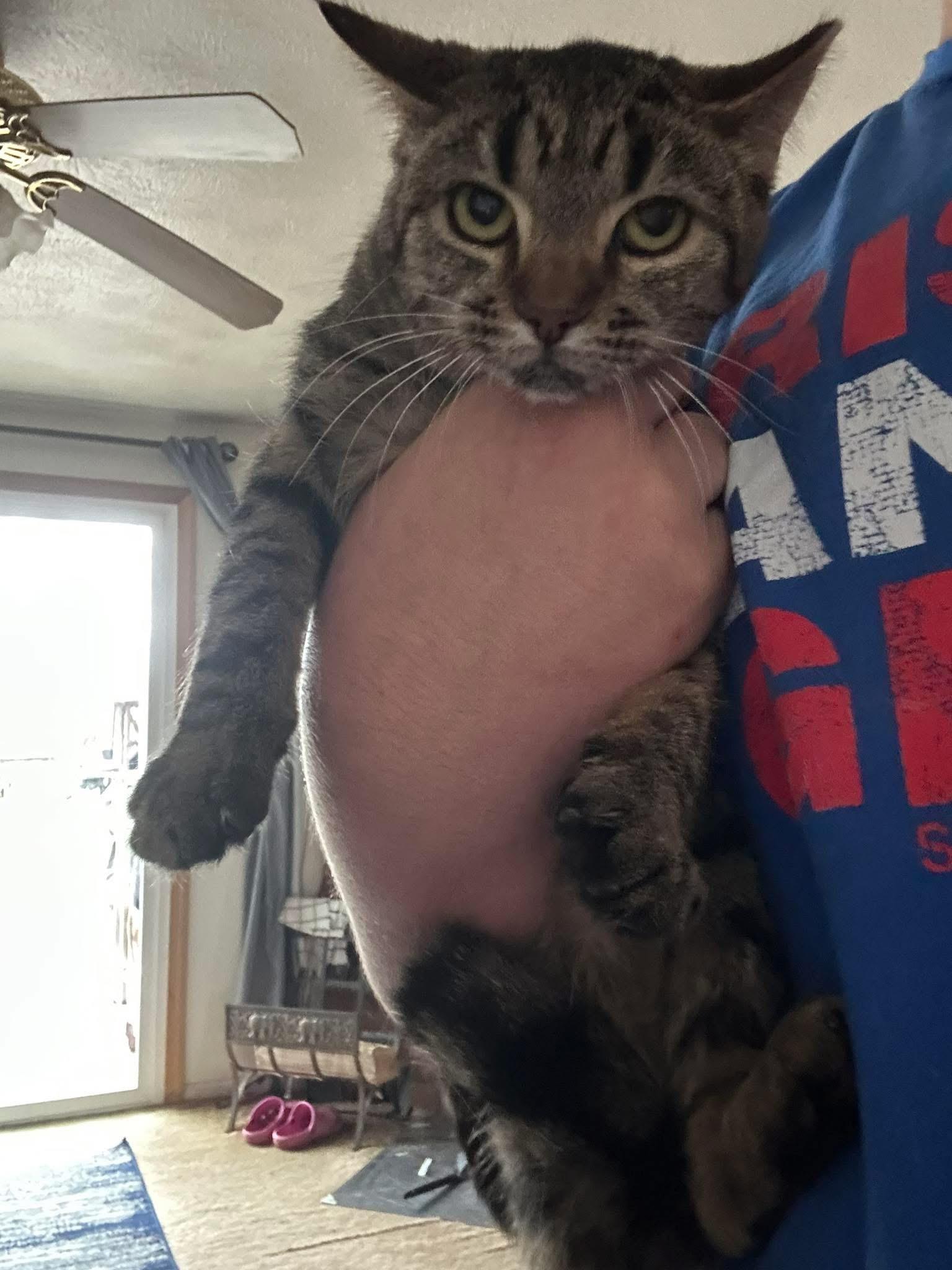 Enlarge Zara, a ADOPTABLE Domestic Short Hair in Parma, OH image 1/1