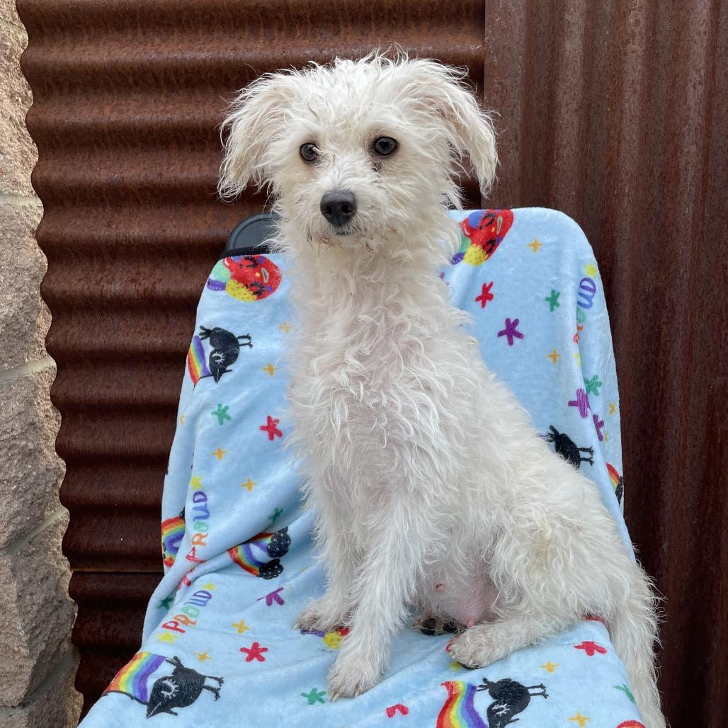Dutches, Adoptable, Young Female Maltese.