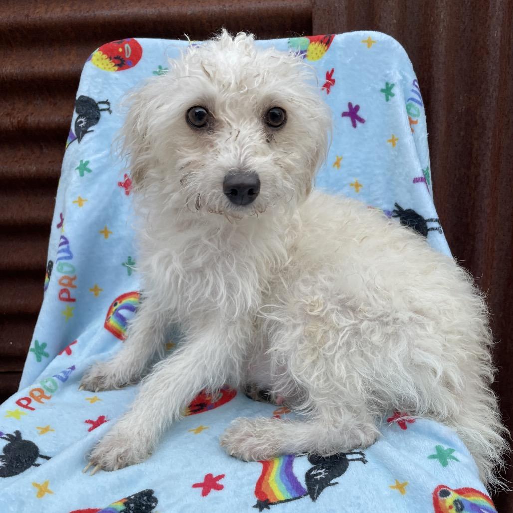 Enlarge Dutches, a Adoptable mixed breed in Tucson, AZ image 2/2